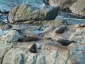 New_Zealand (713)